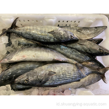 Beku auksis thazard bonito skipjack ukuran 1kg up